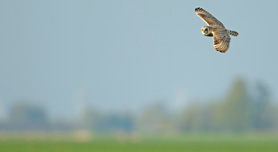 Hoe fotografeer je vliegende vogels?
