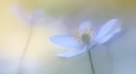 Masterclass Macrofotografie