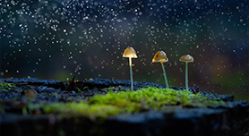 Paddenstoelen fotograferen