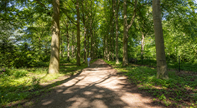 Panorama met de Shift functie
