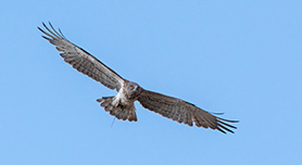 Foto van een roofvogel bewerken