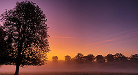 Locatie 3: herten en majestueuze bomen