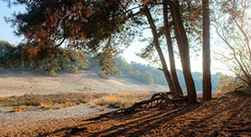 Landschap en Compositie
